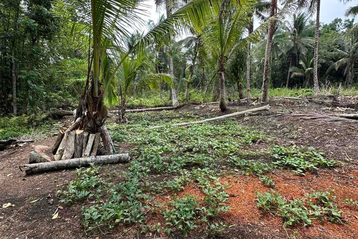 Land for Sale in Bayacabac, Maribojoc, Bohol – photo 6