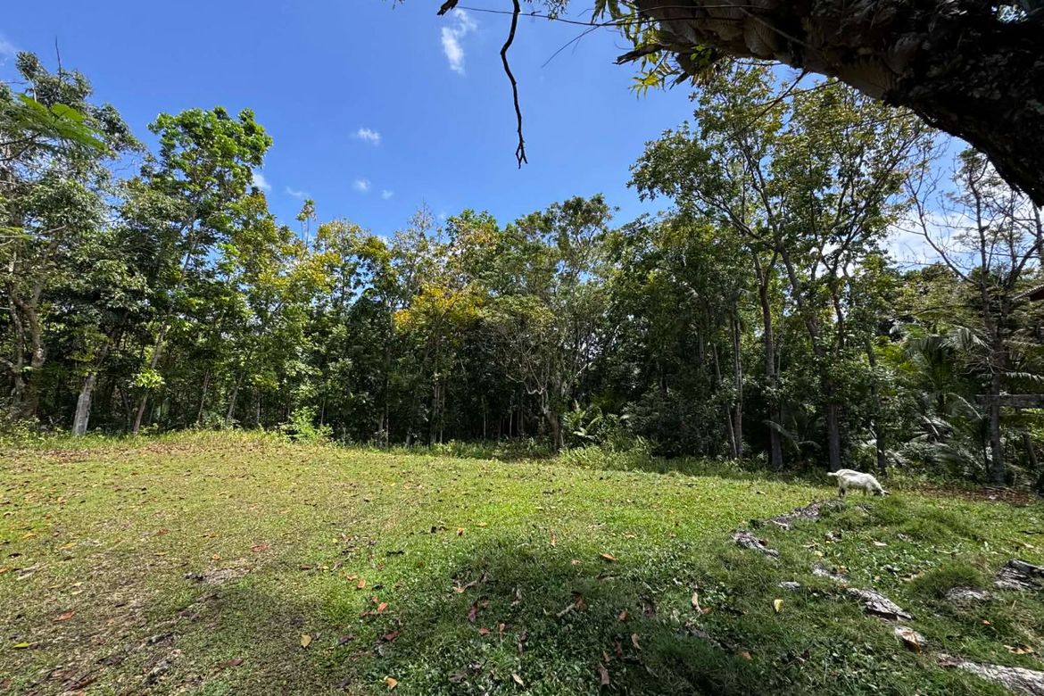 Land for Sale in Bayacabac, Maribojoc, Bohol – photo 3