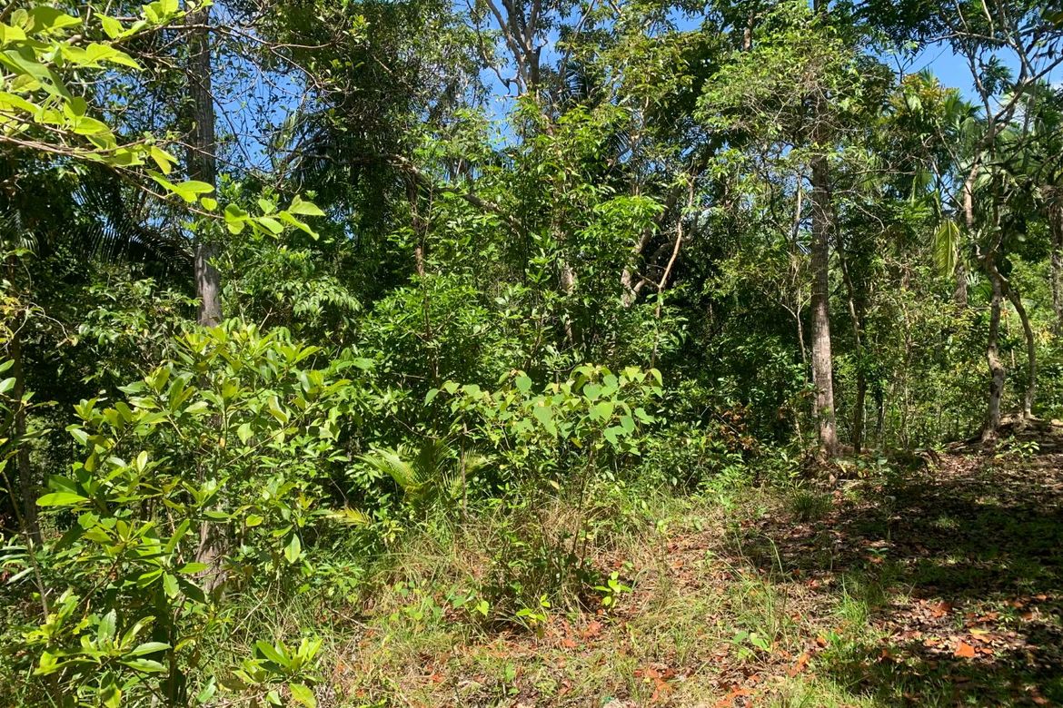 Land for Sale in Bayacabac, Maribojoc, Bohol – photo 7