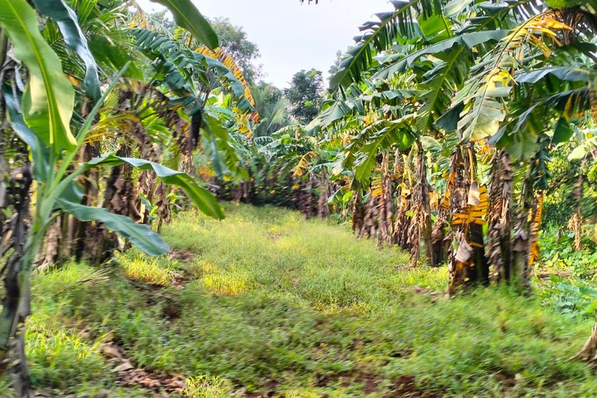 Land for Sale in Bendita I, Magallanes, Cavite – photo 4