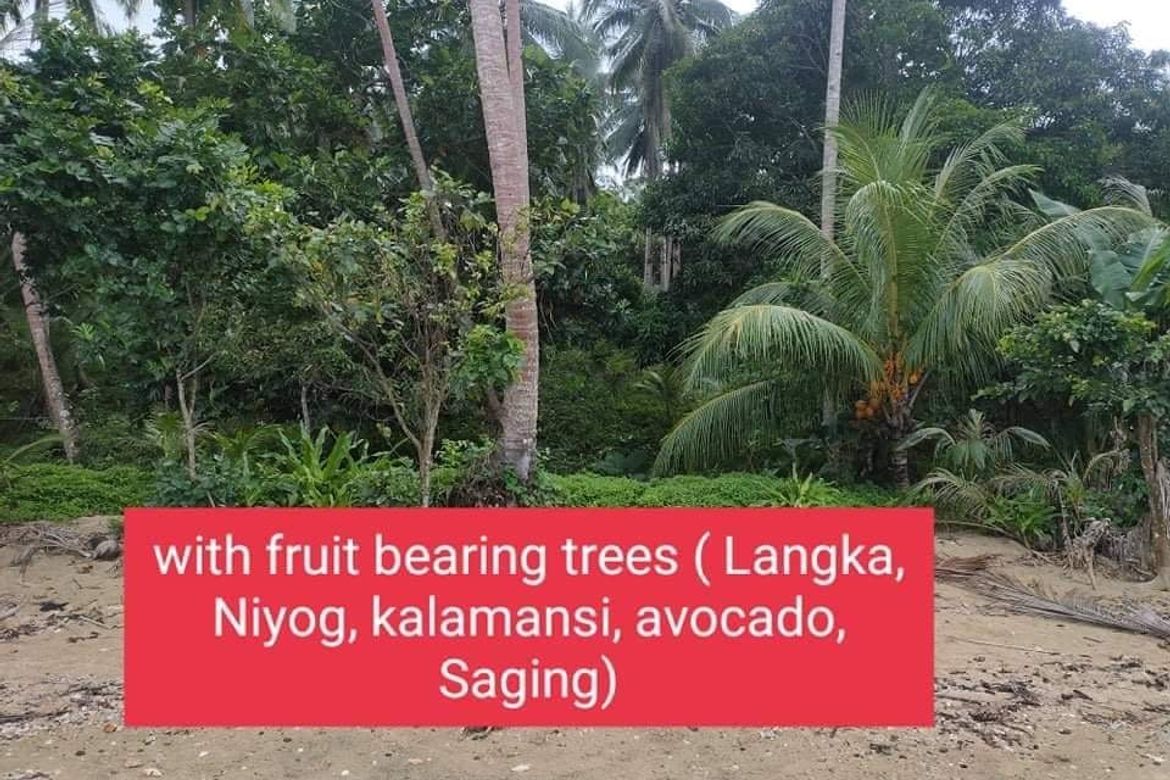Land for Sale in Berong, Quezon, Palawan