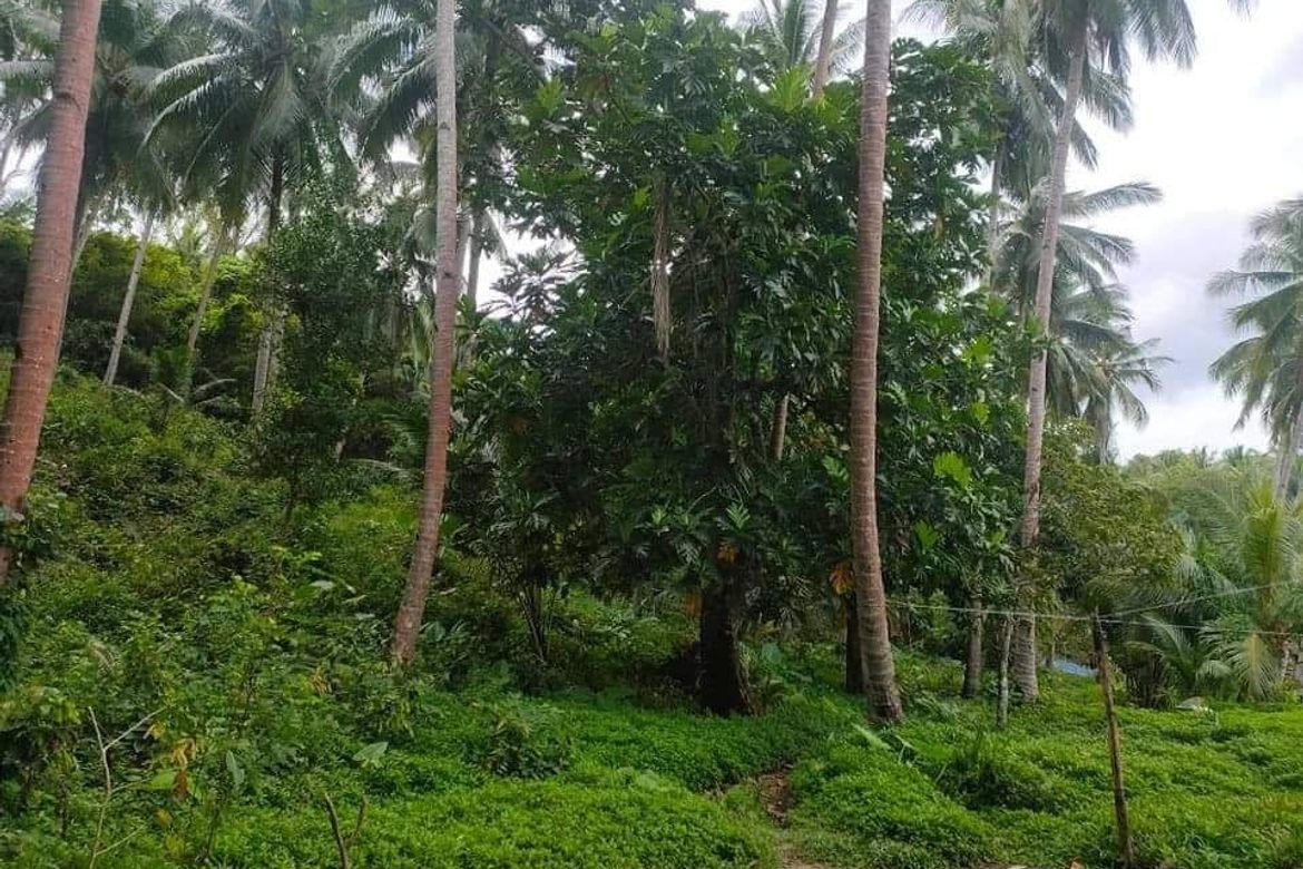 Land for Sale in Berong, Quezon, Palawan – photo 3