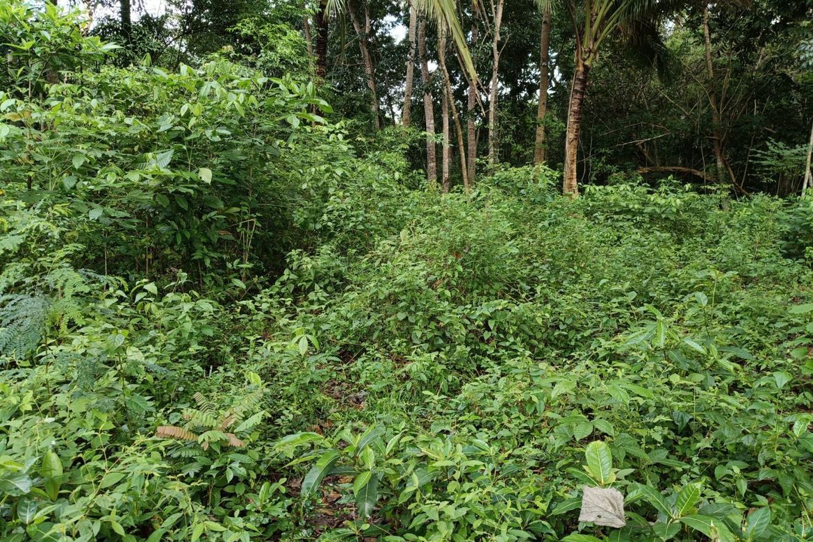 Land for Sale in Bil-Isan, Panglao, Bohol – photo 5