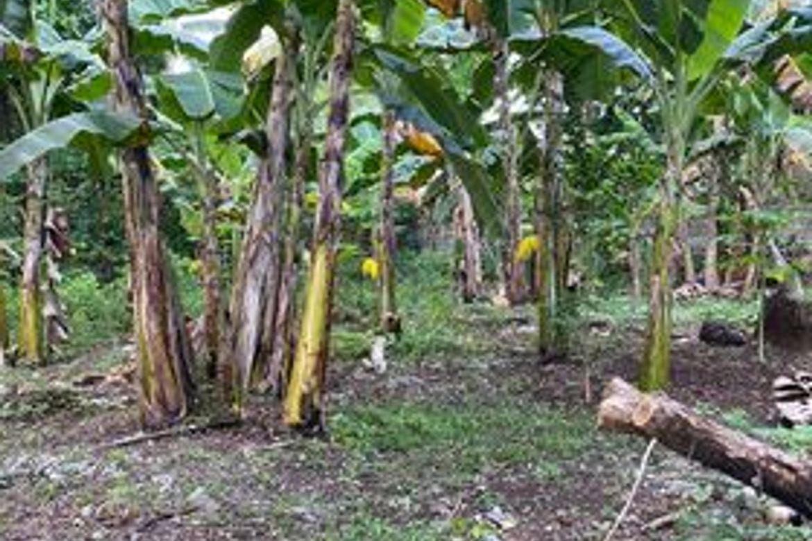 Land for Sale in Bil-Isan, Panglao, Bohol – photo 6