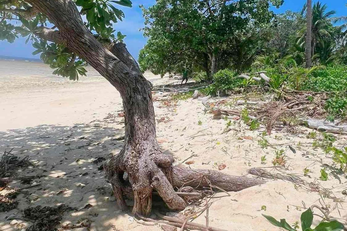 Land for Sale in Bilucao, Pitogo, Quezon – photo 3