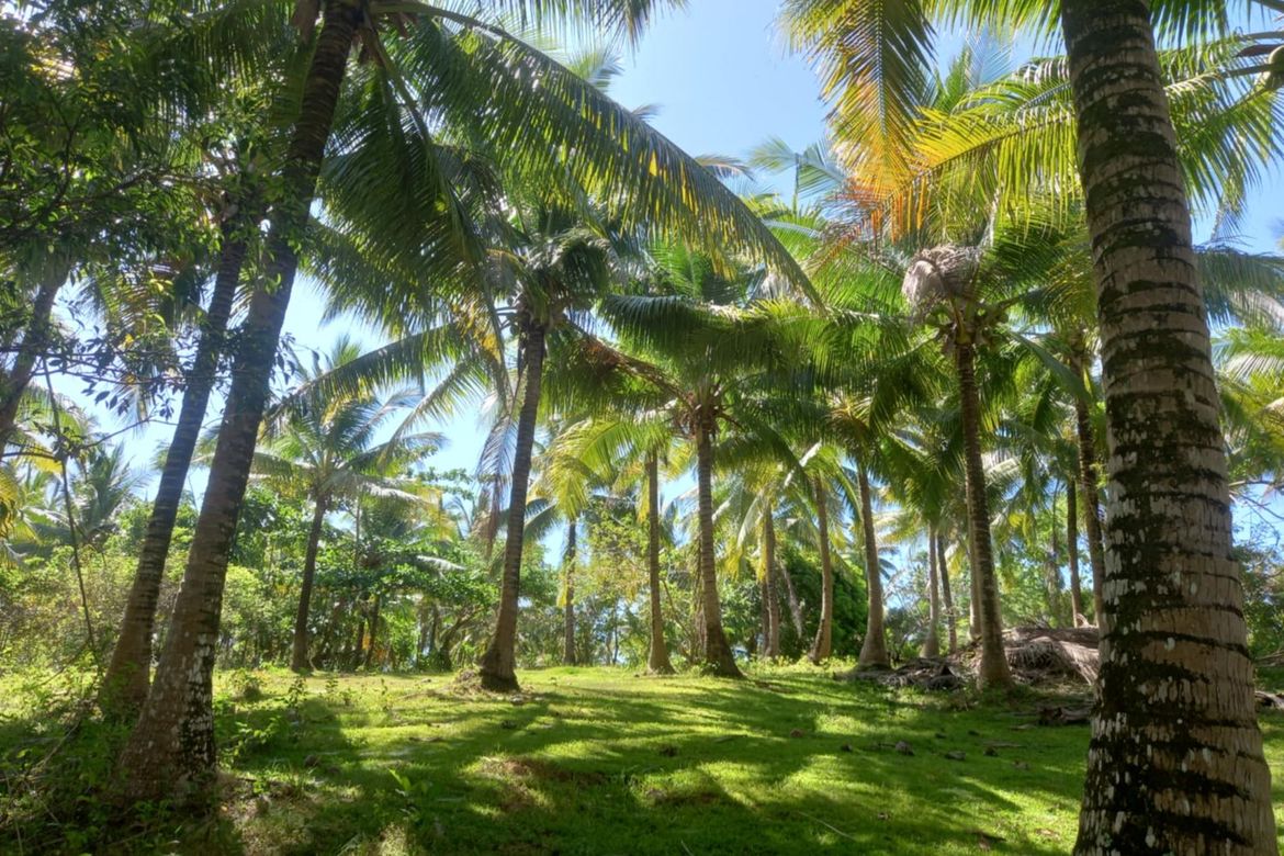 Land for Sale in Binahan Proper, Ragay, Camarines Sur – photo 2