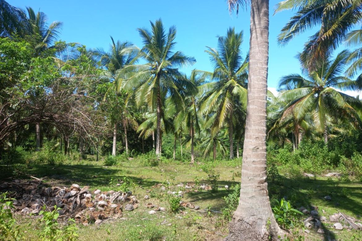 Land for Sale in Binahan Proper, Ragay, Camarines Sur – photo 3