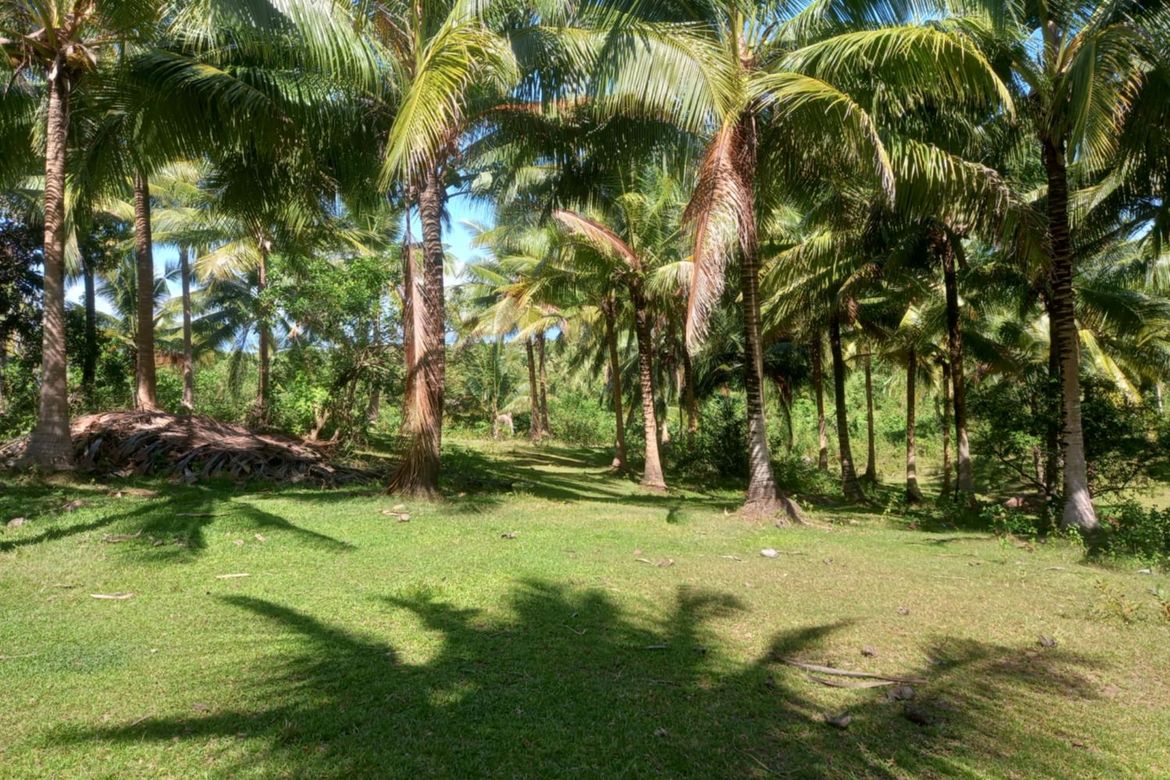 Land for Sale in Binahan Proper, Ragay, Camarines Sur – photo 5