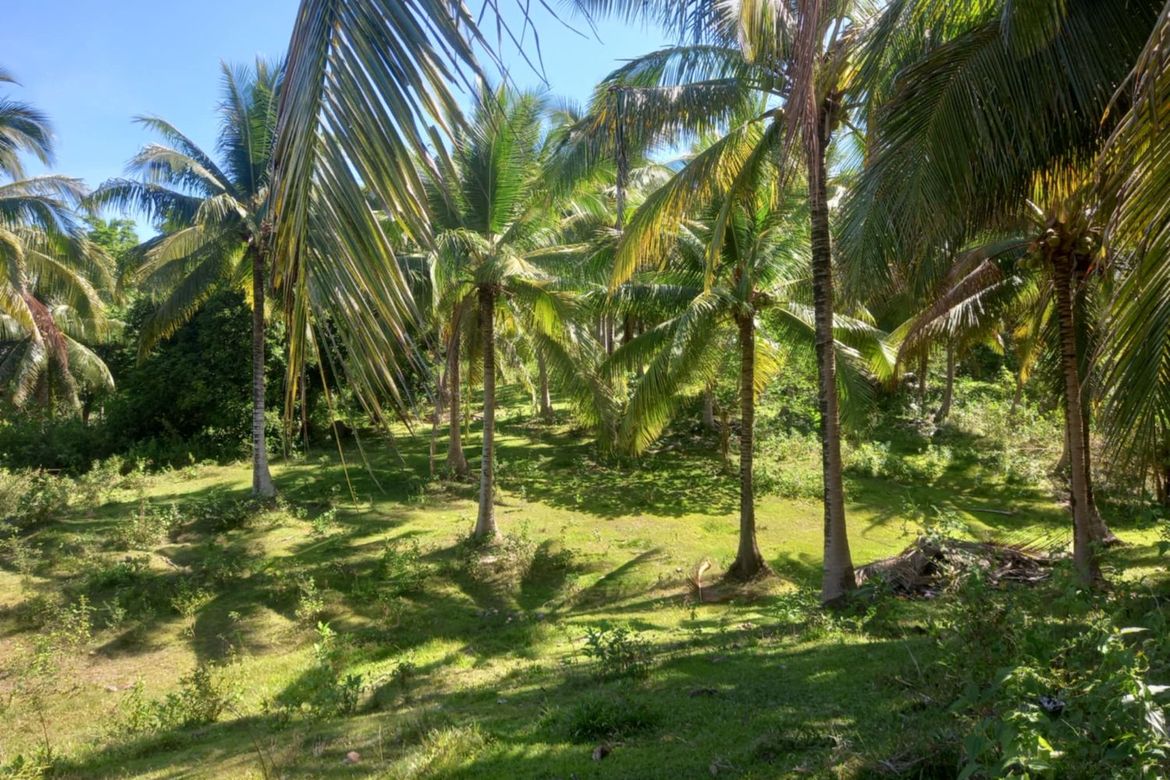 Land for Sale in Binahan Proper, Ragay, Camarines Sur – photo 6