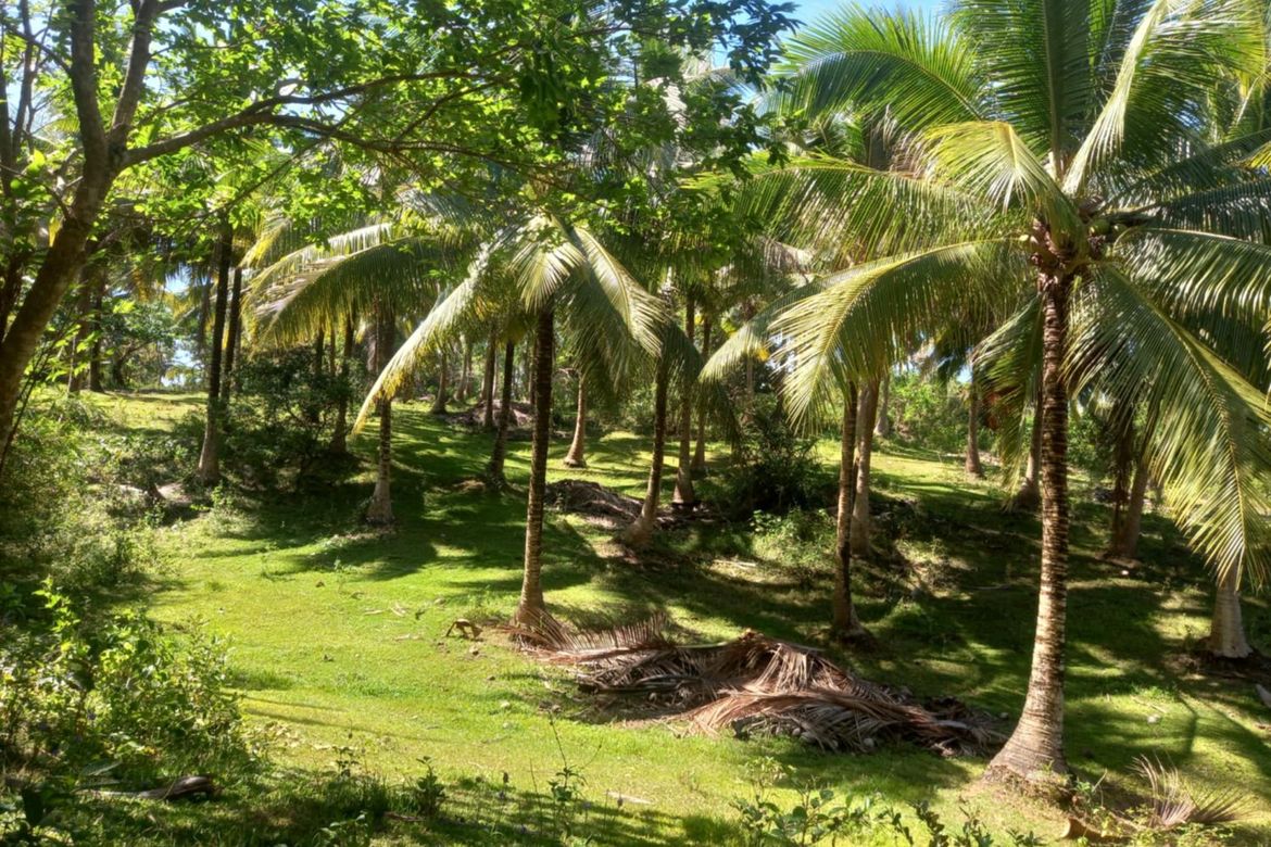 Land for Sale in Binahan Proper, Ragay, Camarines Sur – photo 7