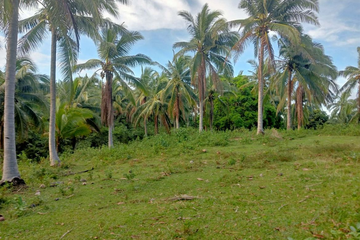 Land for Sale in Binahan Proper, Ragay, Camarines Sur