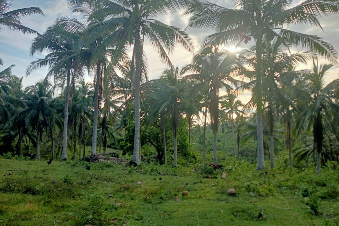 Land for Sale in Binahan Proper, Ragay, Camarines Sur – photo 2