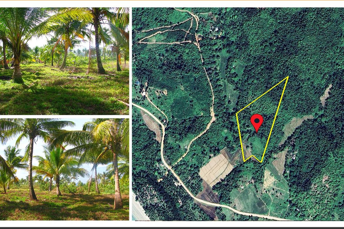 Land for Sale in Binga, San Vicente, Palawan