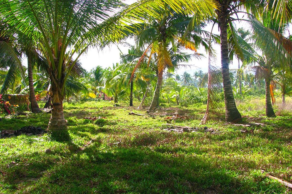Land for Sale in Binga, San Vicente, Palawan – photo 2