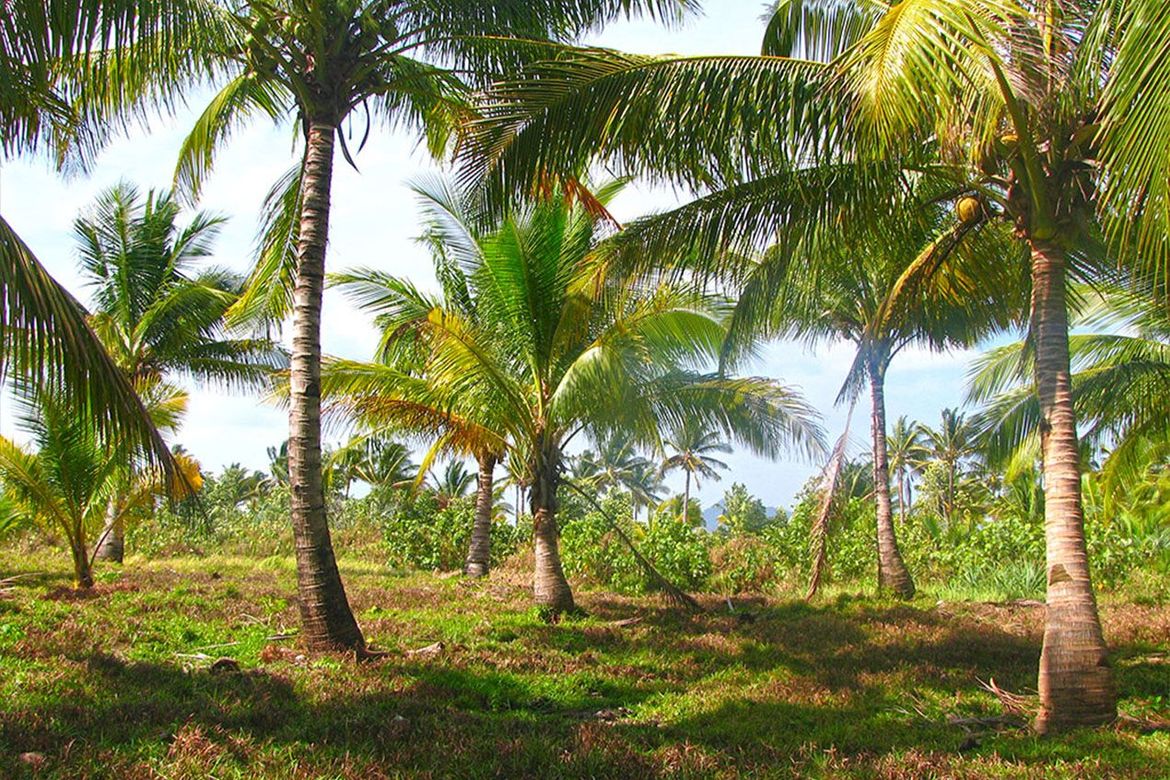 Land for Sale in Binga, San Vicente, Palawan – photo 3