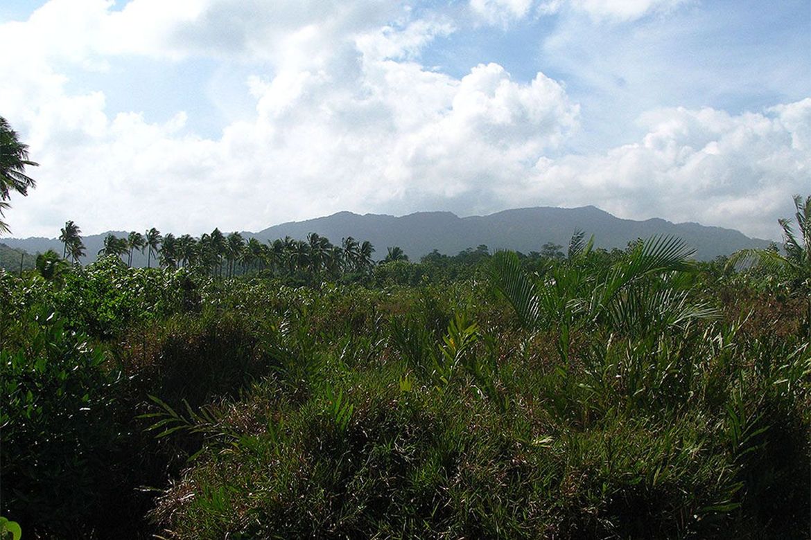 Land for Sale in Binga, San Vicente, Palawan – photo 7
