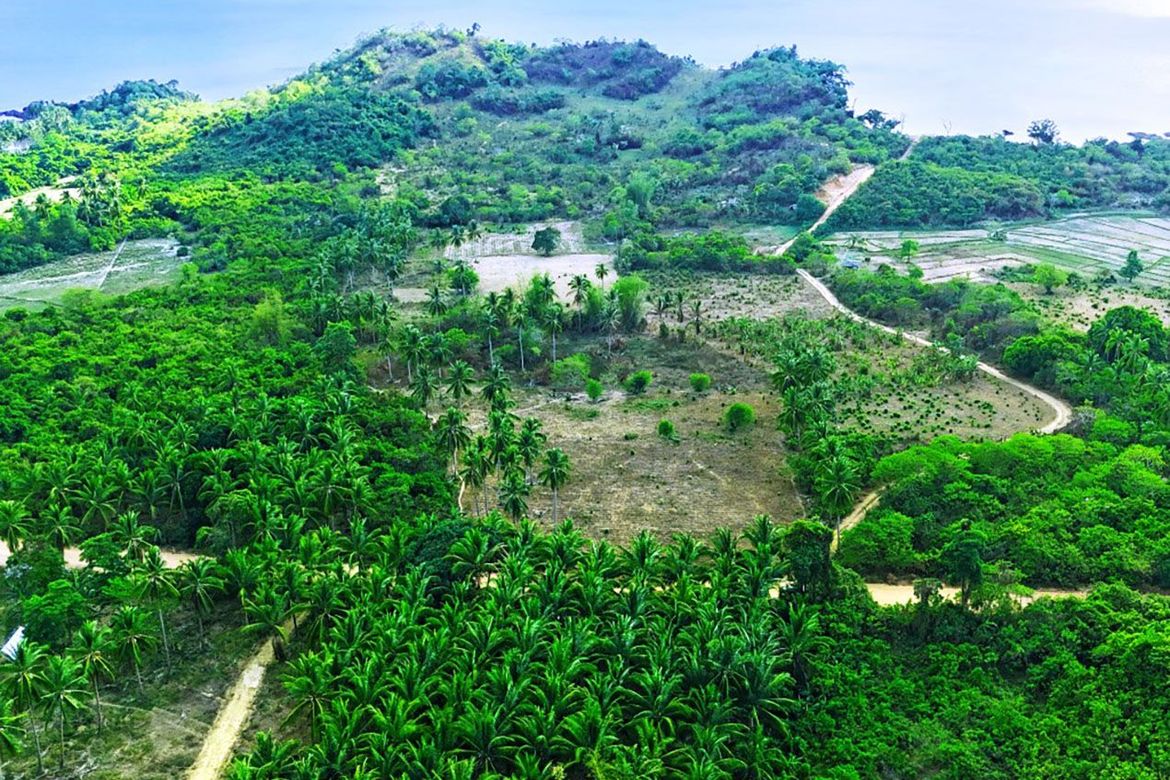 Land for Sale in Binga, San Vicente, Palawan – photo 3