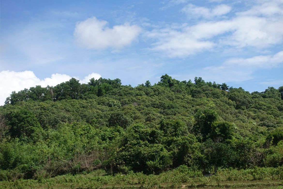 Land for Sale in Binga, San Vicente, Palawan – photo 5