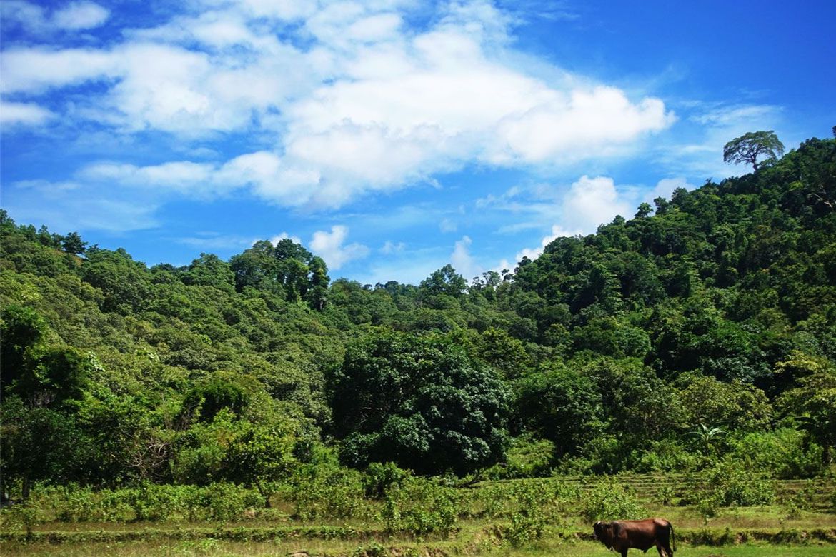 Land for Sale in Binga, San Vicente, Palawan – photo 6
