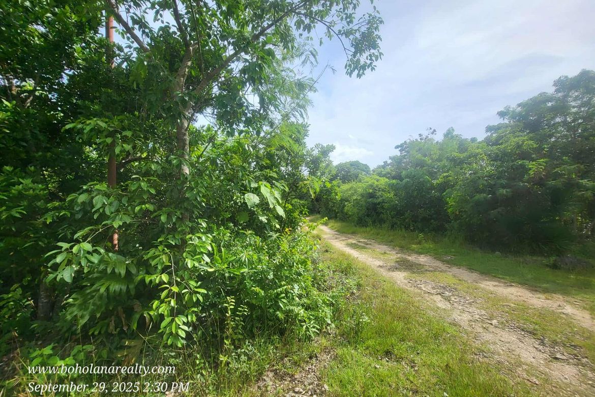 Land for Sale in Bingag, Dauis, Bohol – photo 3