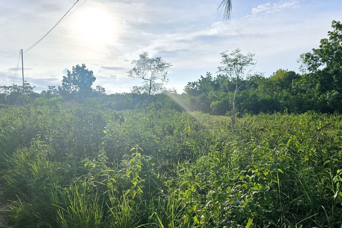 Land for Sale in Bingag, Dauis, Bohol – photo 2