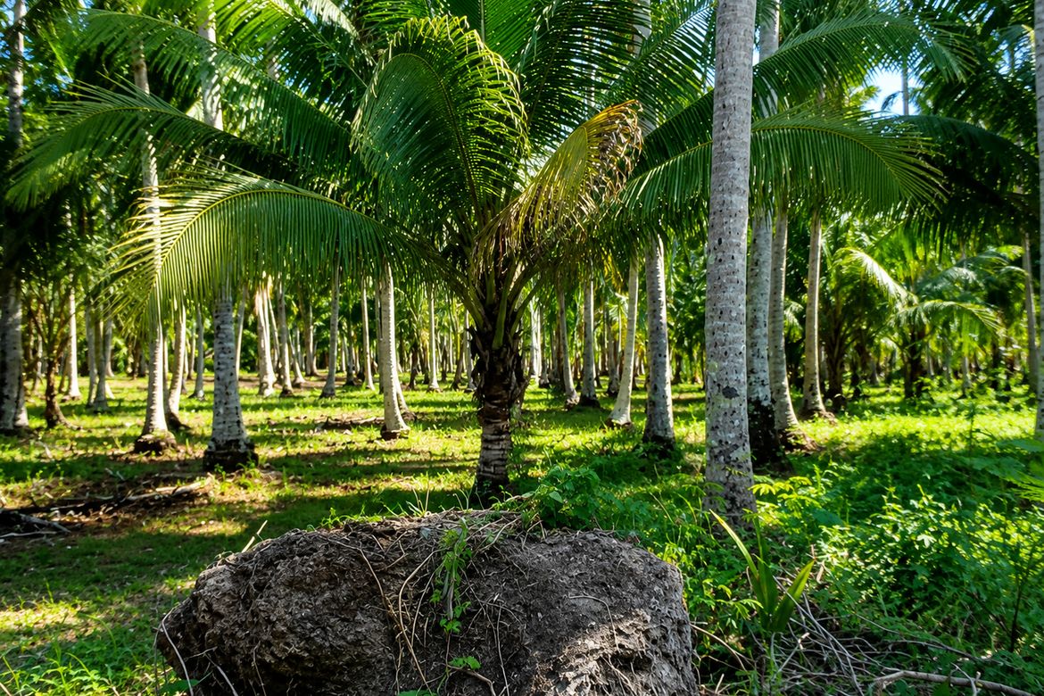 Land for Sale in Bobon, Mati, Davao Oriental – photo 4