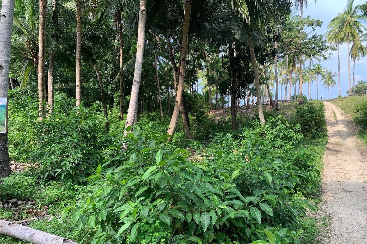 Land for Sale in Bogo, Maria, Siquijor – photo 5