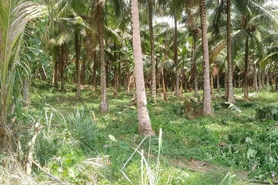 Land for Sale in Bolo Sur, Sipocot, Camarines Sur – photo 2