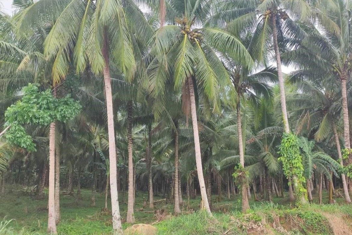 Land for Sale in Bolo Sur, Sipocot, Camarines Sur – photo 4