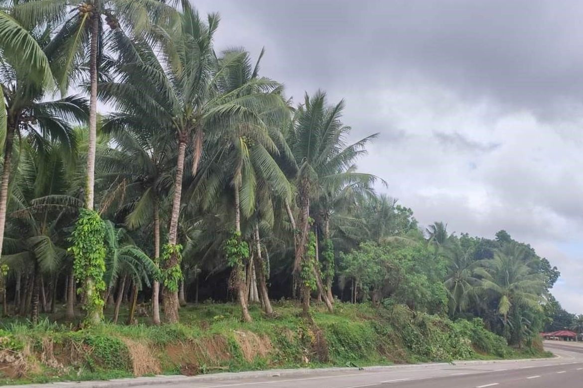 Land for Sale in Bolo Sur, Sipocot, Camarines Sur – photo 5