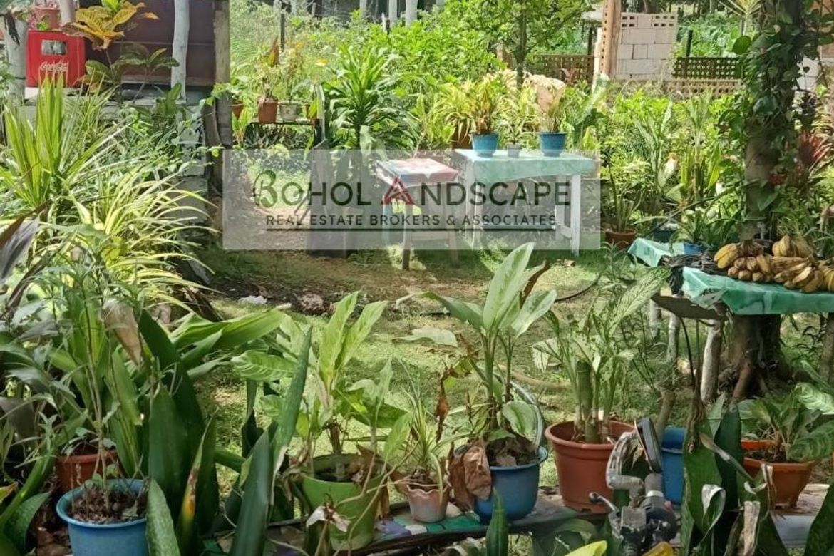 Land for Sale in Bolod, Panglao, Bohol – photo 3
