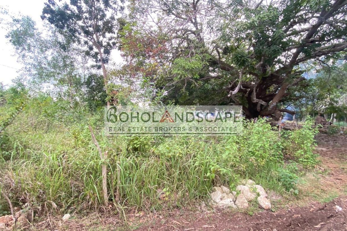 Land for Sale in Bolod, Panglao, Bohol – photo 4