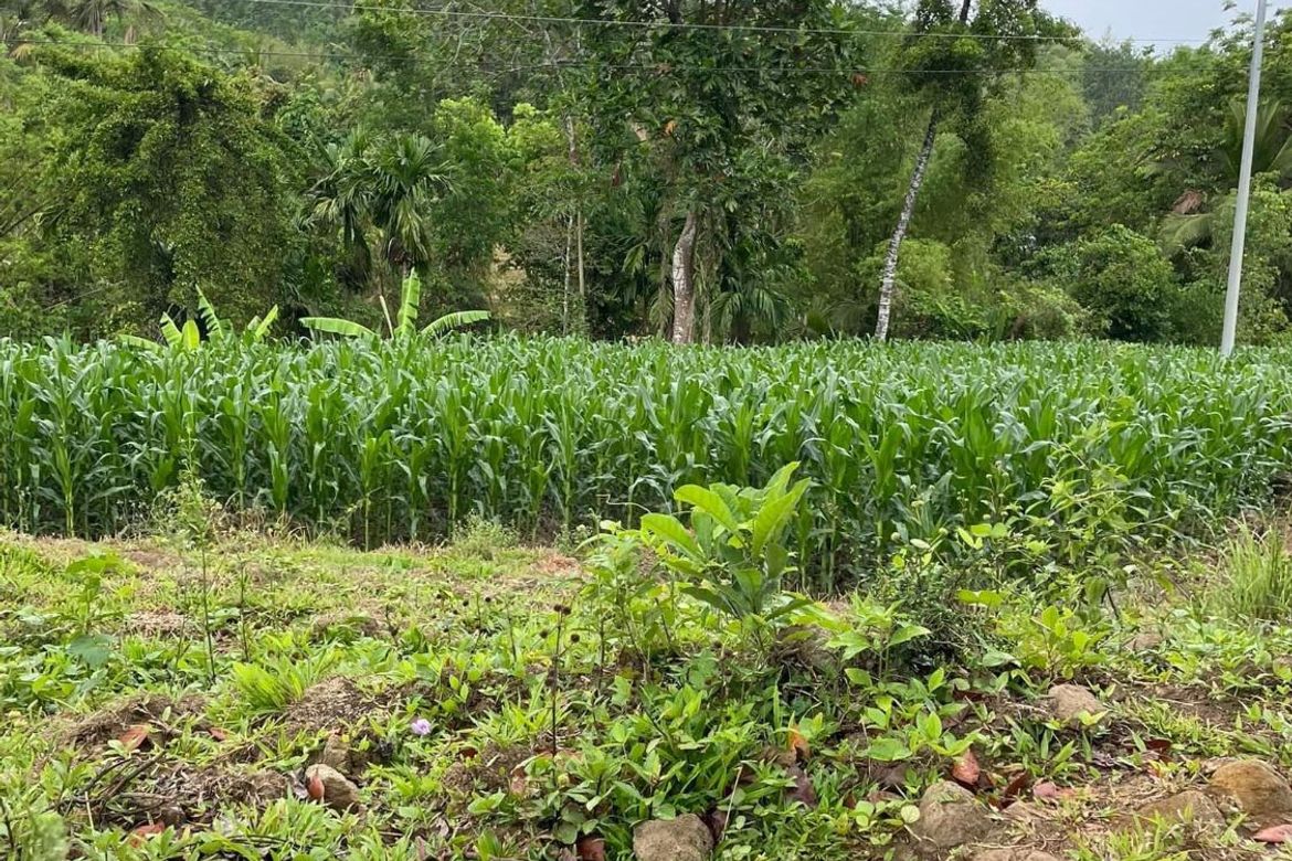 Land for Sale in Botbot, Hamtic, Antique – photo 8