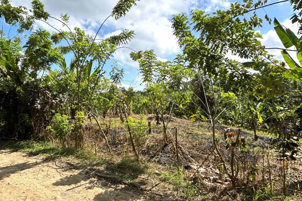Land for Sale in Bucal, Amadeo, Cavite – photo 3