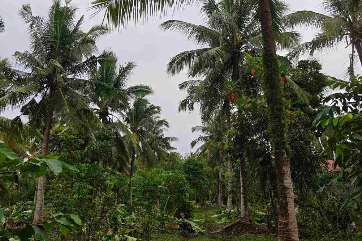 Land for Sale in Bucal, Sariaya, Quezon – photo 5