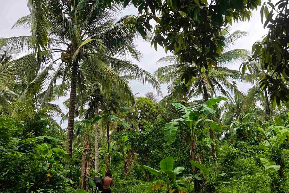Land for Sale in Bucal, Sariaya, Quezon – photo 7