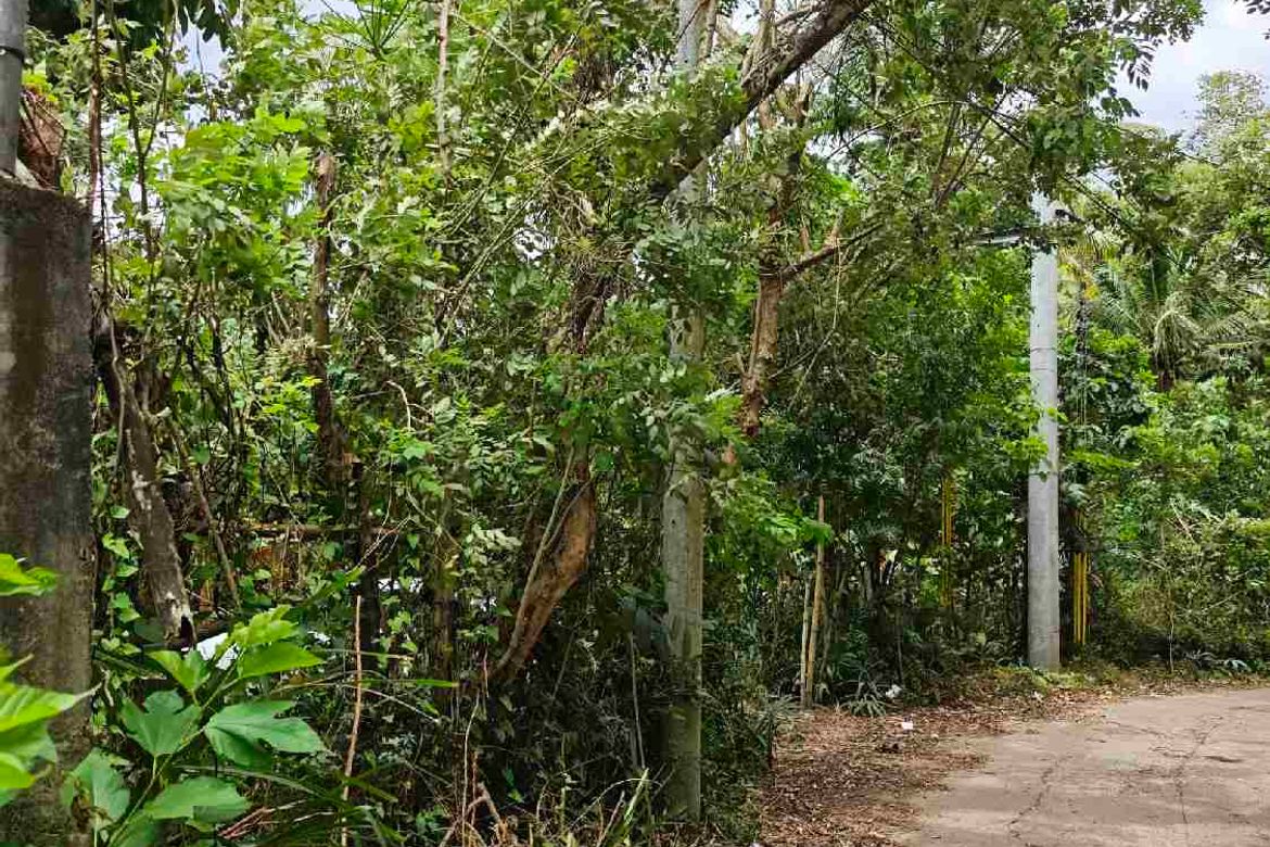 Land for Sale in Bucal, Sariaya, Quezon – photo 8