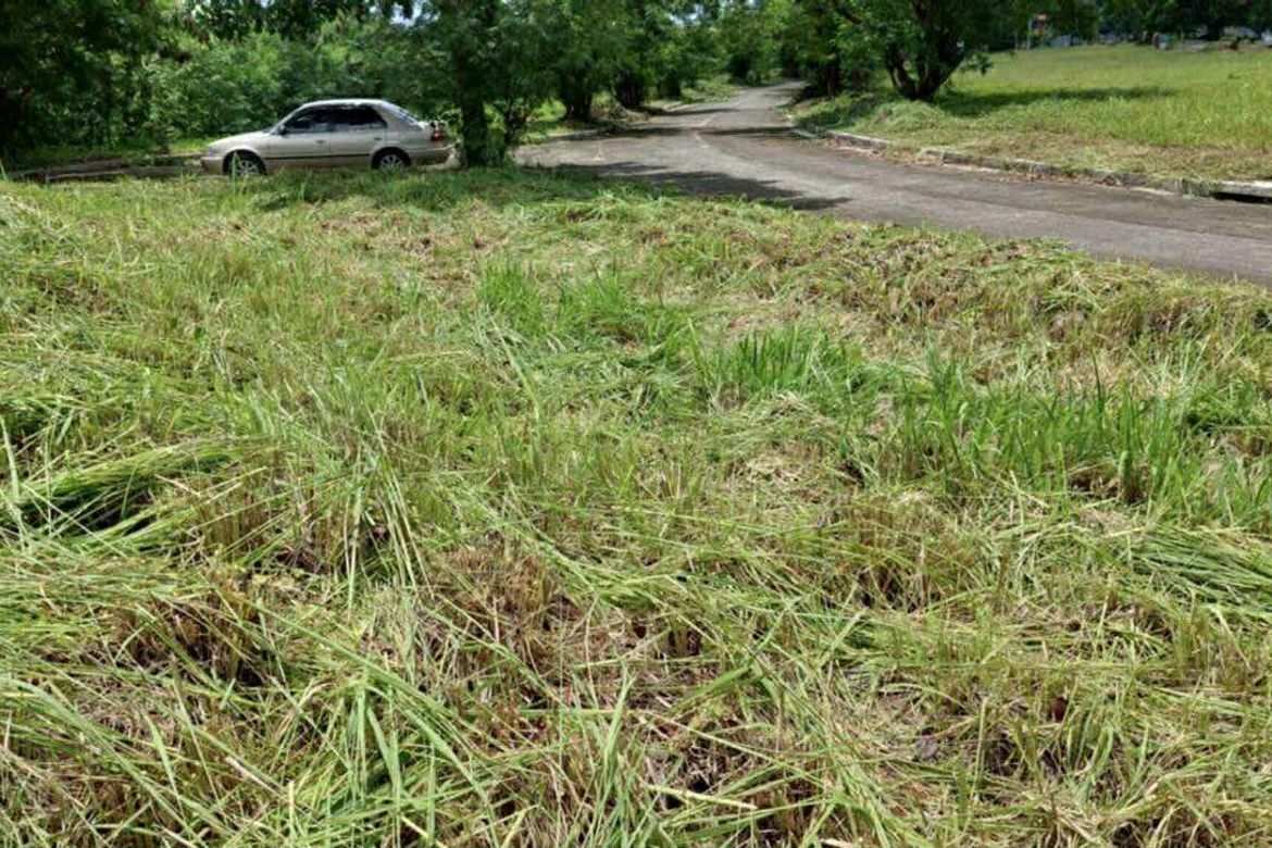 Land for Sale in Buenavista I, General Trias, Cavite – photo 3