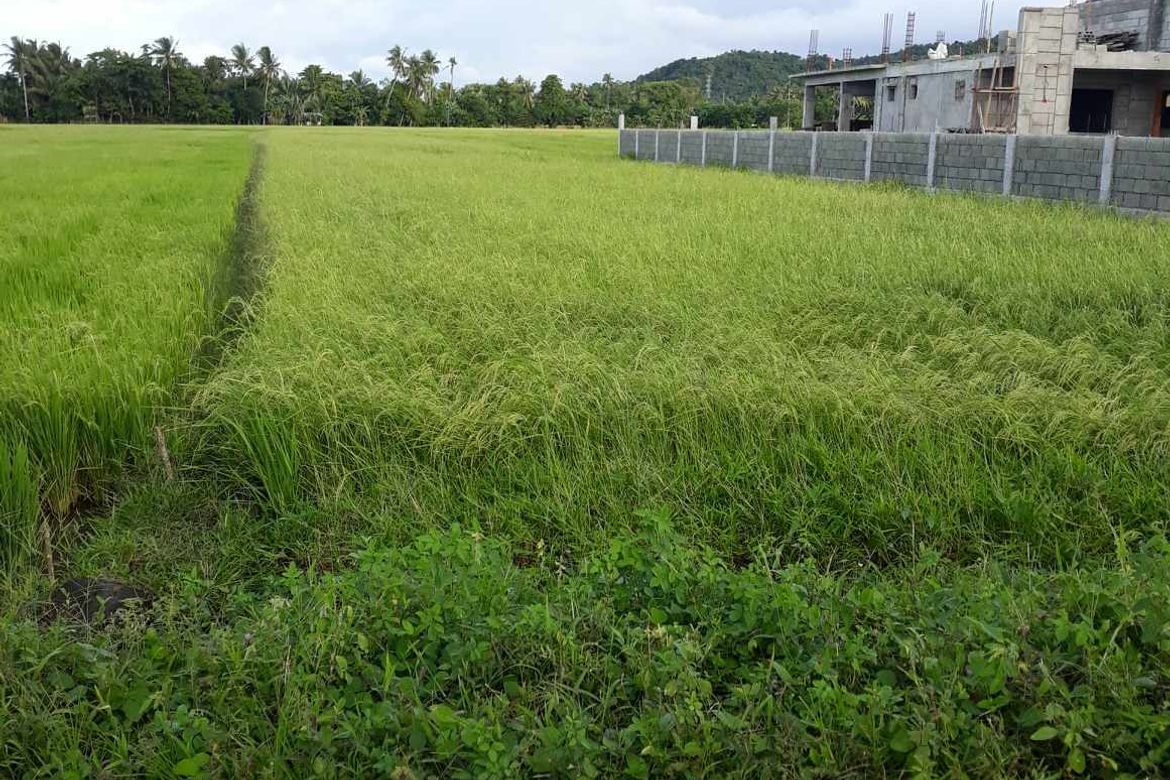 Land for Sale in Buenavista, Nabas, Aklan – photo 2