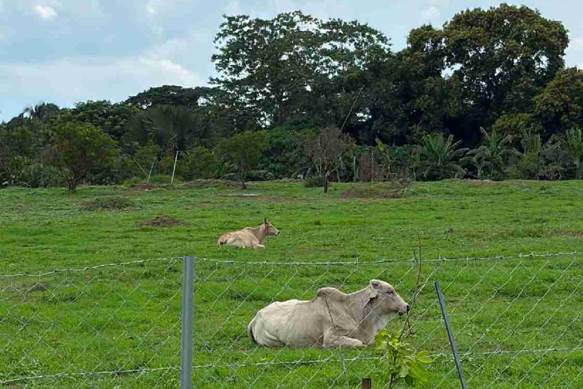 Land for Sale in Bukal Norte, Candelaria, Quezon – photo 7