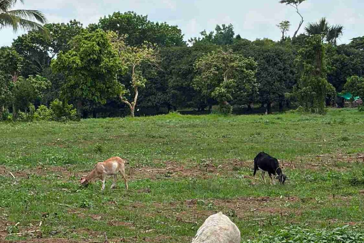 Land for Sale in Bukal Norte, Candelaria, Quezon – photo 8