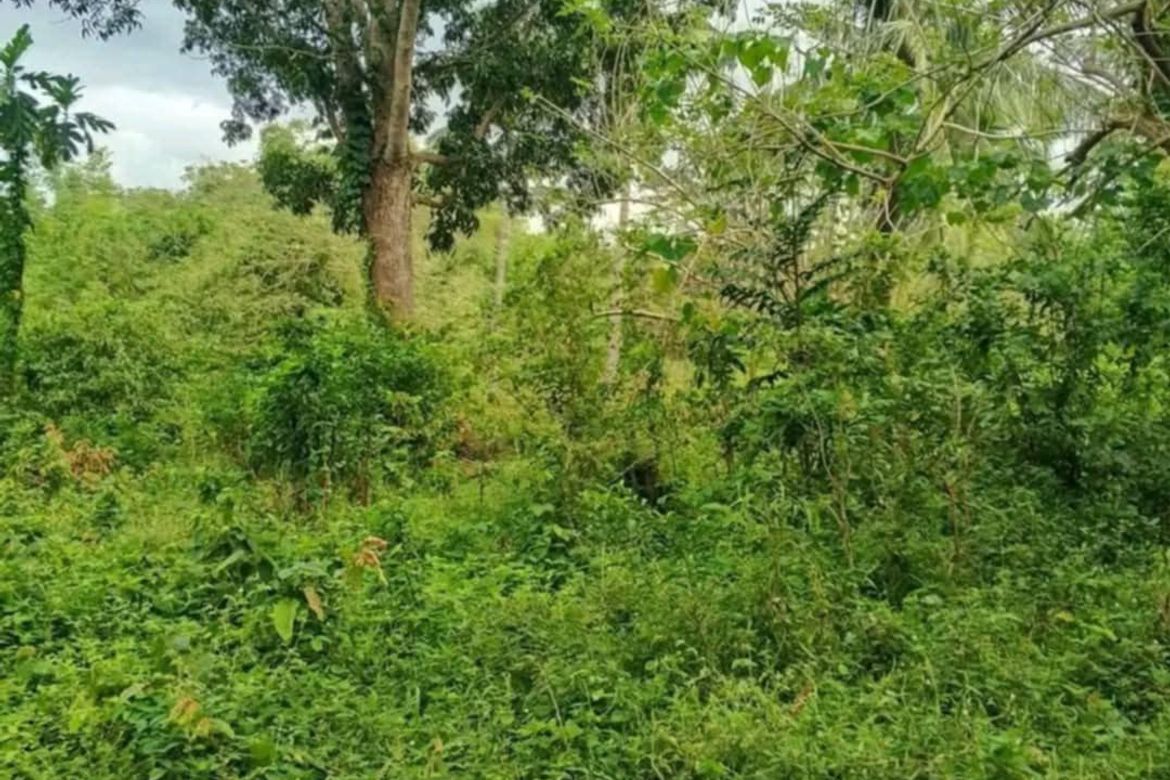 Land for Sale in Bukal, Padre Garcia, Batangas – photo 2