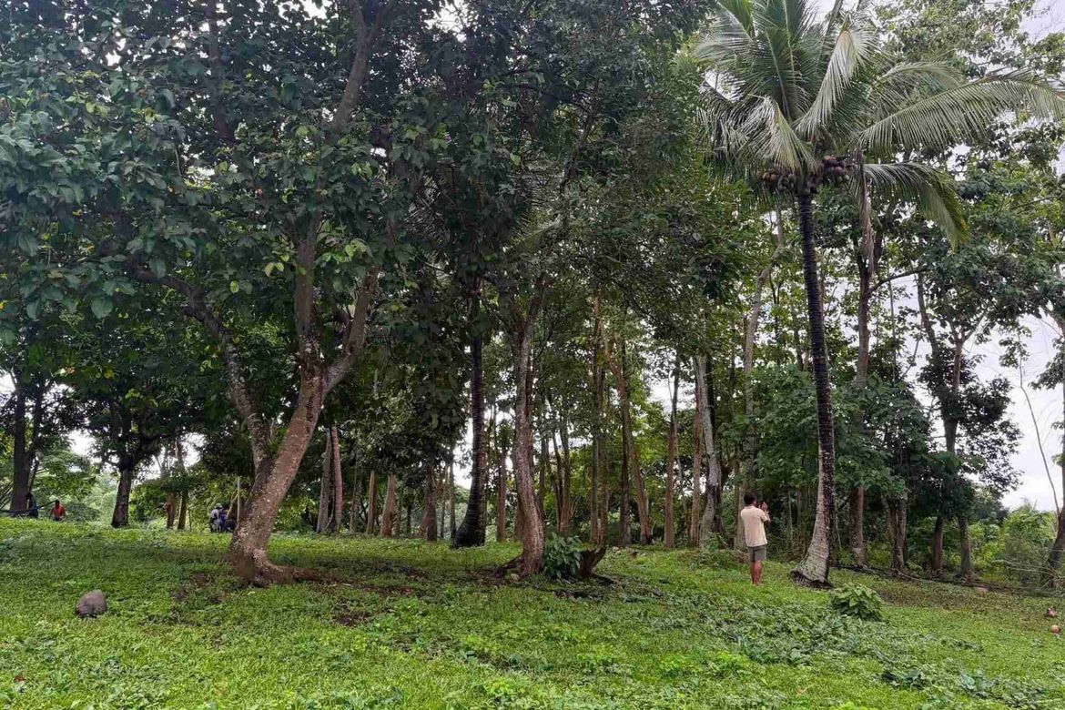 Land for Sale in Bulakin II, Dolores, Quezon – photo 5