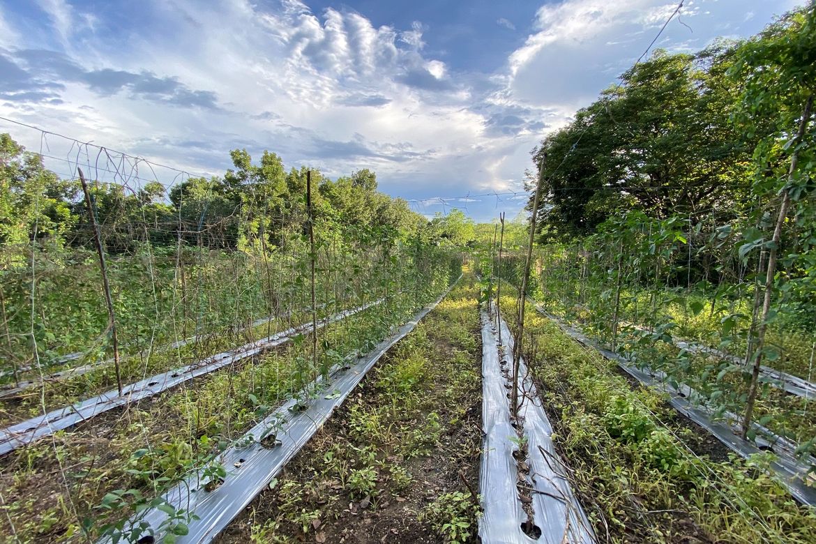 Land for Sale in Bulusukan, San Ildefonso, Bulacan