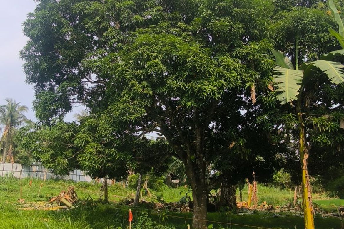 Land for Sale in Buna Cerca, Indang, Cavite