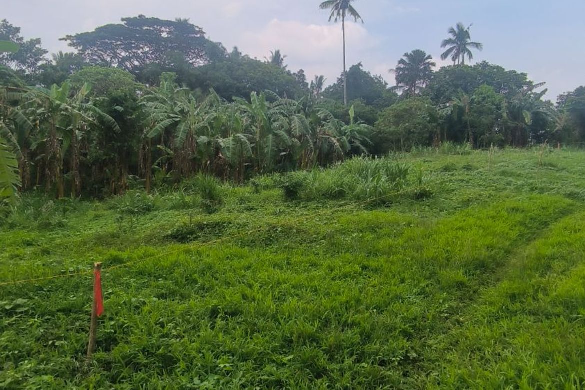 Land for Sale in Buna Cerca, Indang, Cavite – photo 4
