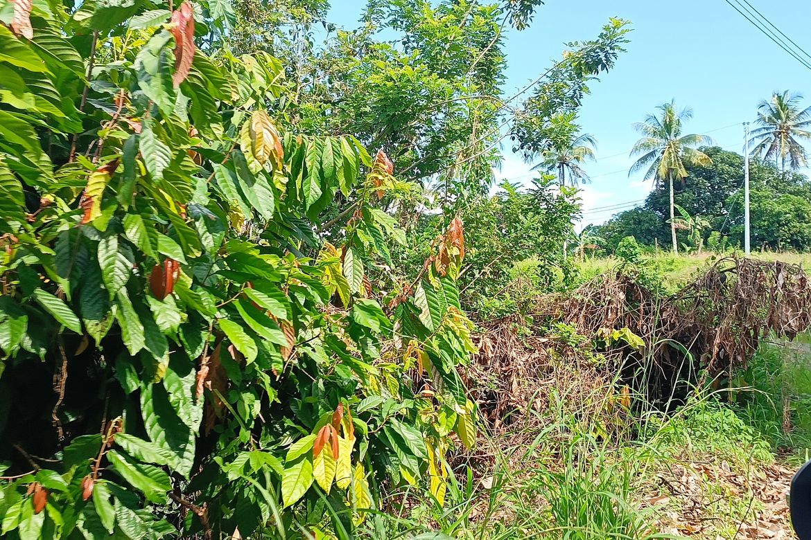 Land for Sale in Bunawan, Davao City, Davao del Sur – photo 3