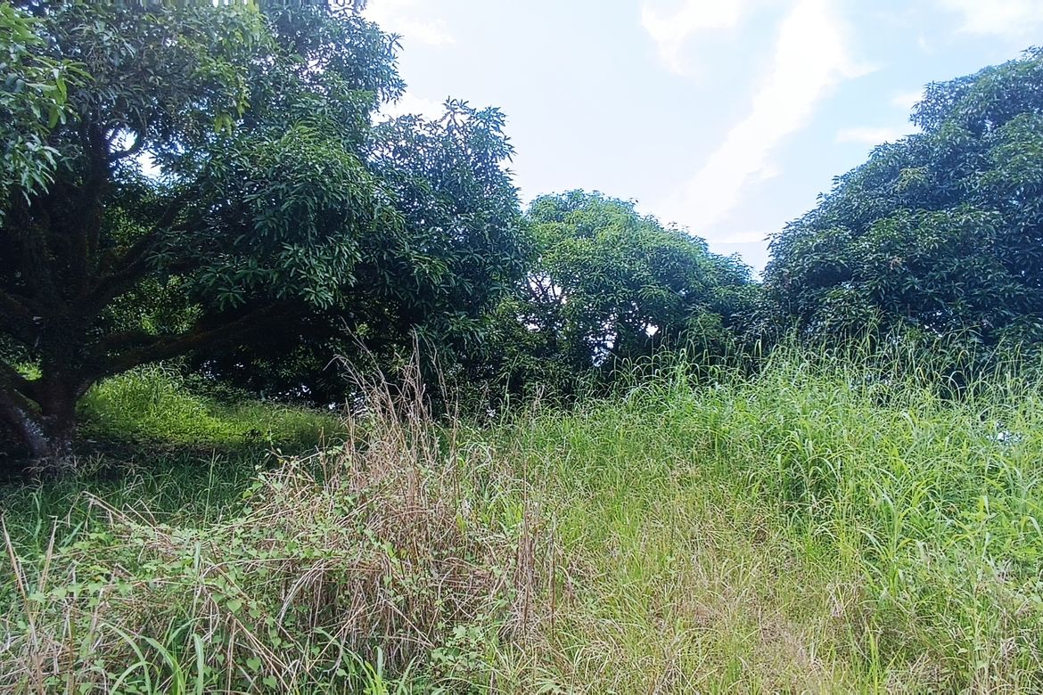 Land for Sale in Bunawan, Davao City, Davao del Sur – photo 7