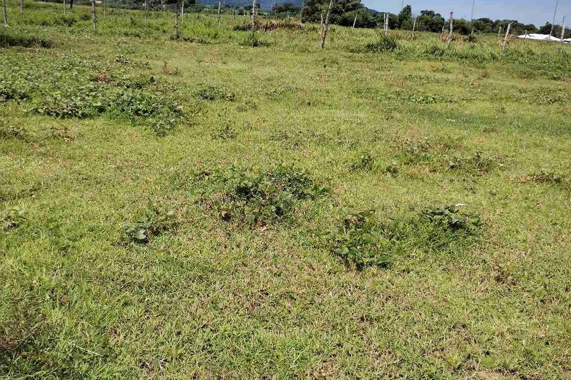 Land for Sale in Burgos, Tuy, Batangas