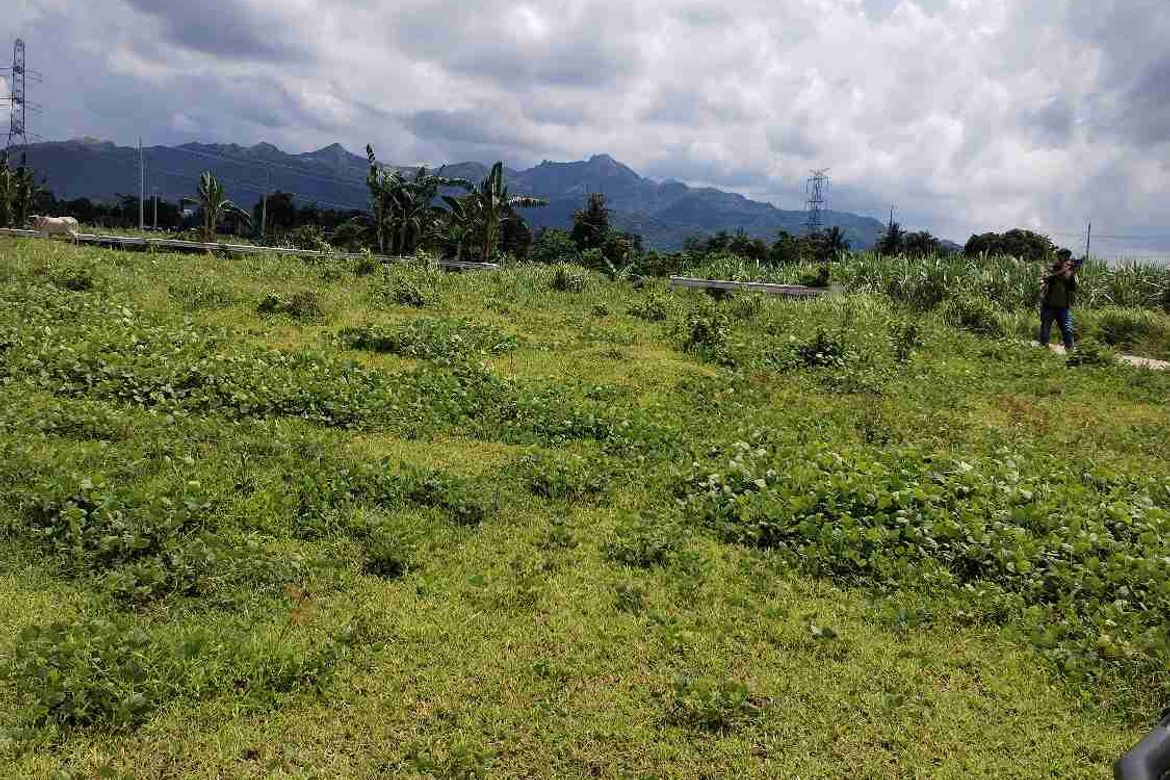 Land for Sale in Burgos, Tuy, Batangas – photo 4